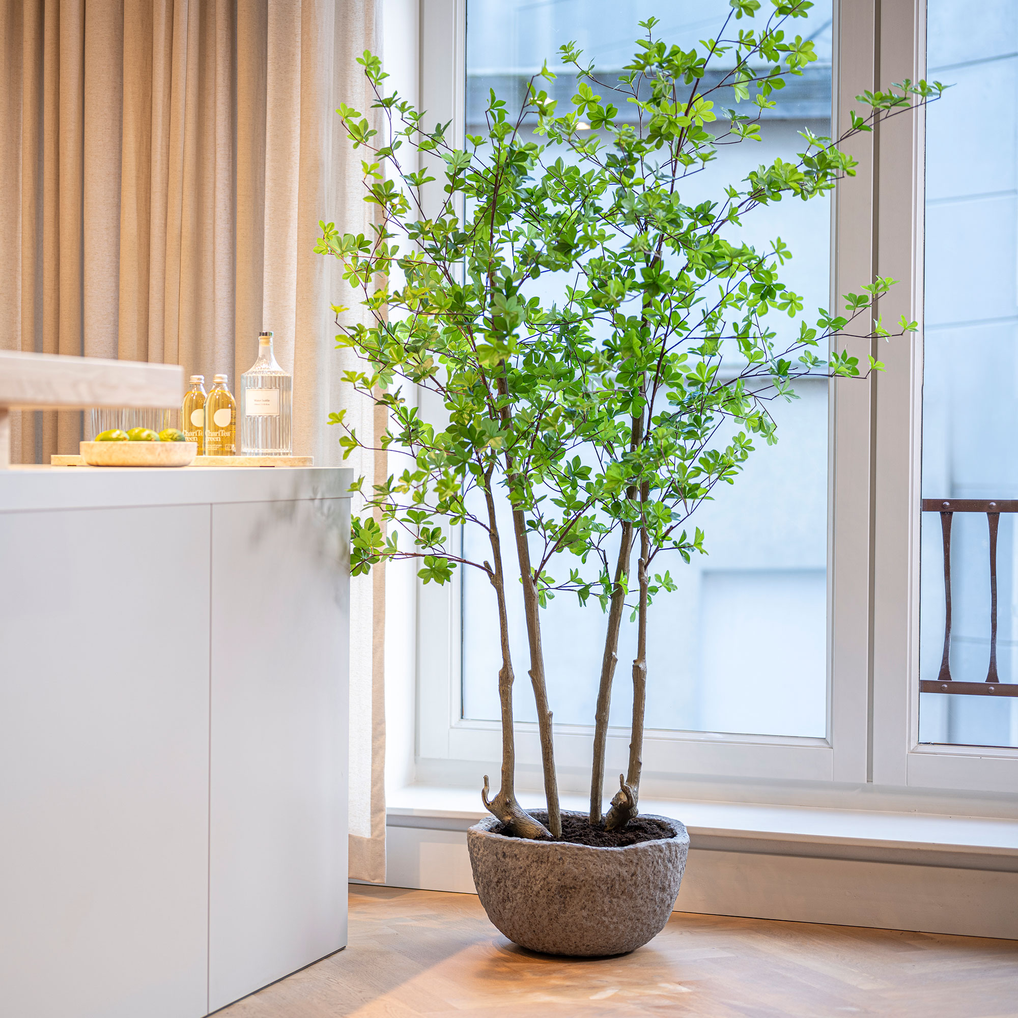 Pottery Pots 71" Faux Enkianthus Perulatus Plant | AuthenTEAK